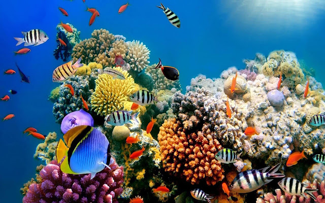 Great Barrier Reef - New Tab in HD