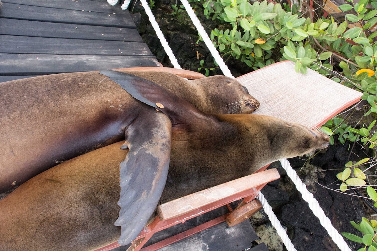 Galapagos sea lion