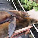 Galapagos sea lion