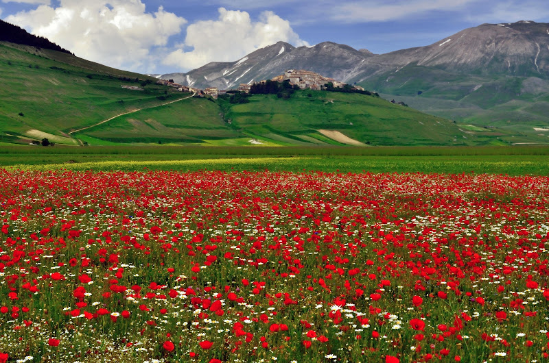 Cartolina da Castelluccio di Norcia di benny48