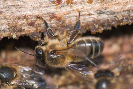 European Honey bee