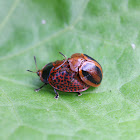 tortoise beetle