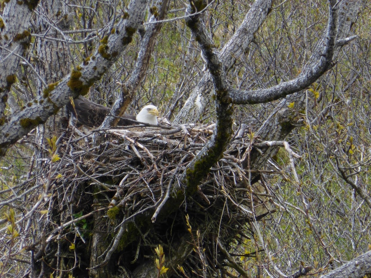 Bald Eagle