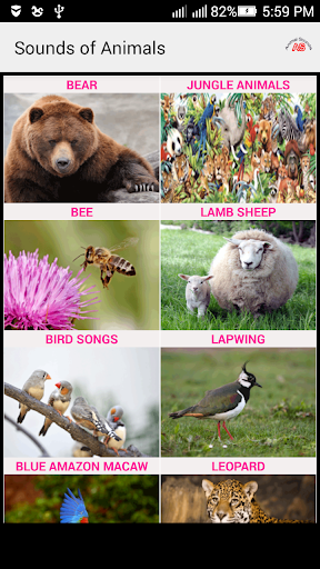 Animals birds sounds