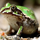 Striped Burrowing Frog