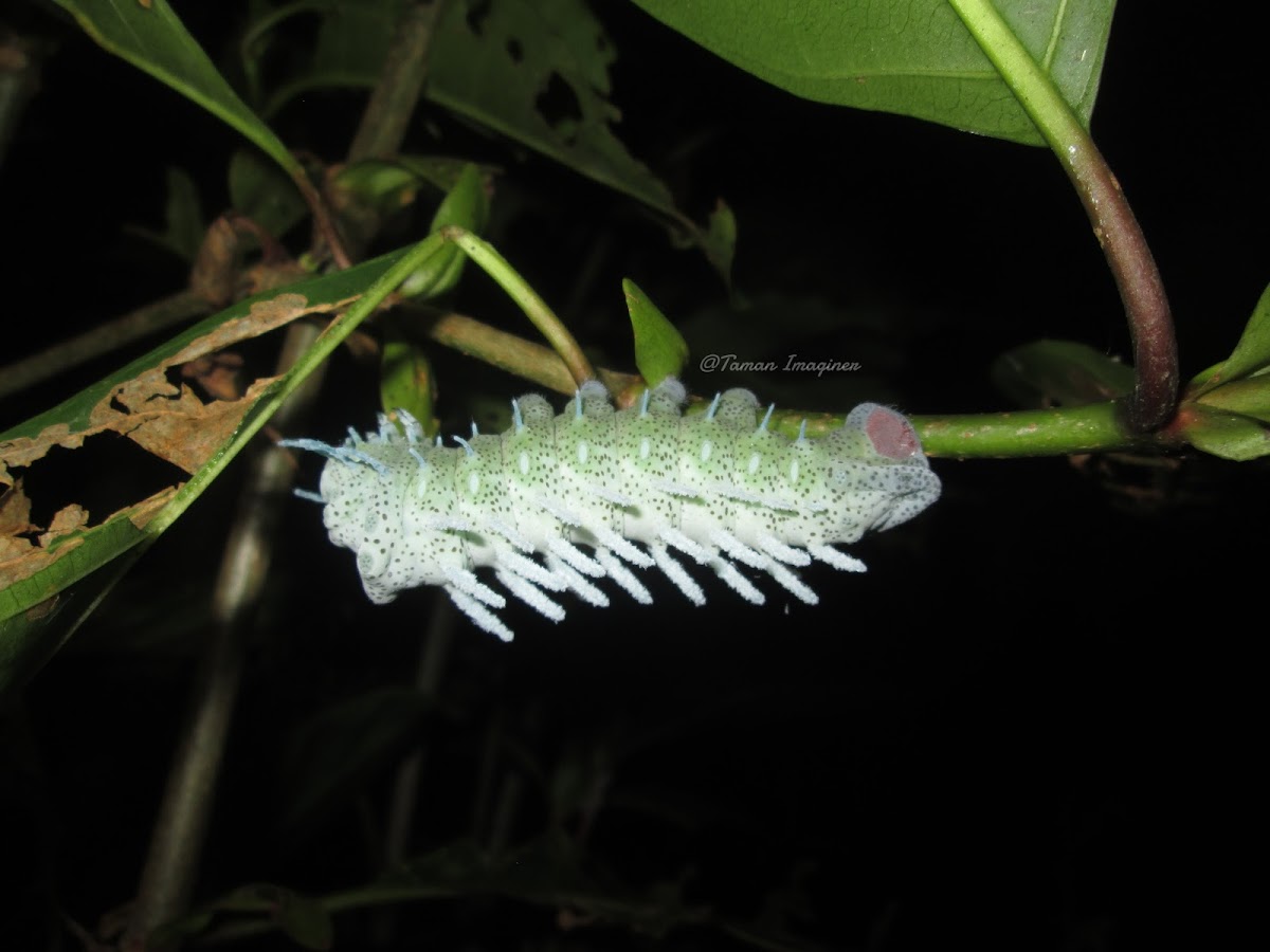 Atlas Moth Caterpillar