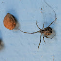 American house spider