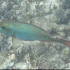 Redband Parrotfish     Initial phase