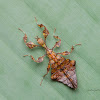 leaf insect