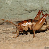 San Diego Camel Cricket