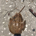 Atlantic Horseshoe Crab