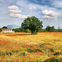 Grano e Papaveri di 