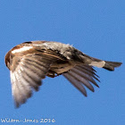 House Sparrow; Gorrión Común