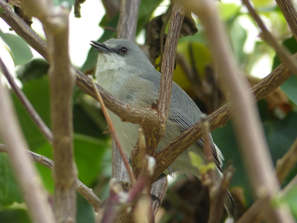 Mascarene Grey White-eye