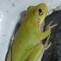 Squirrel Treefrog