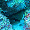 Panamic green moray eel