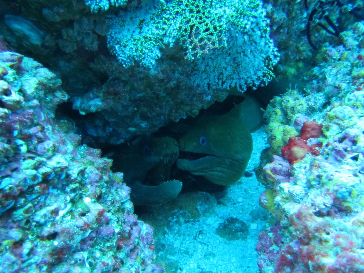 Panamic green moray eel