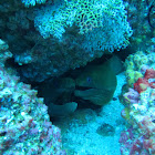 Panamic green moray eel