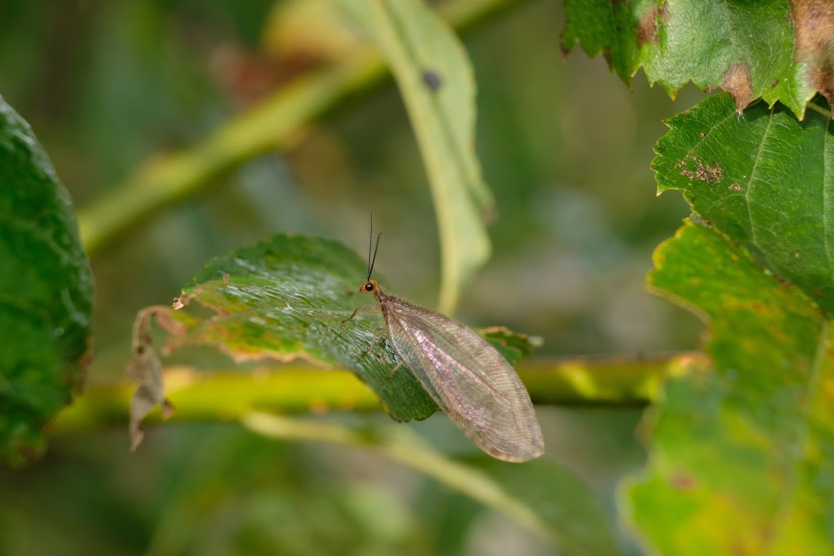 Myrmeleontidae 蟻蛉