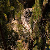 Barred Owl