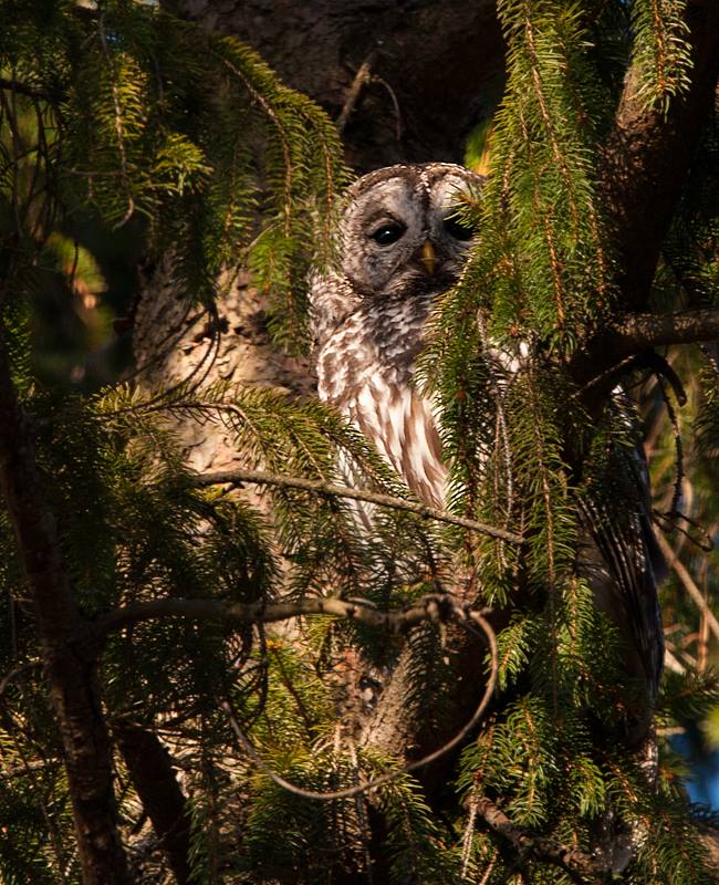 Barred Owl