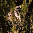 Barred Owl