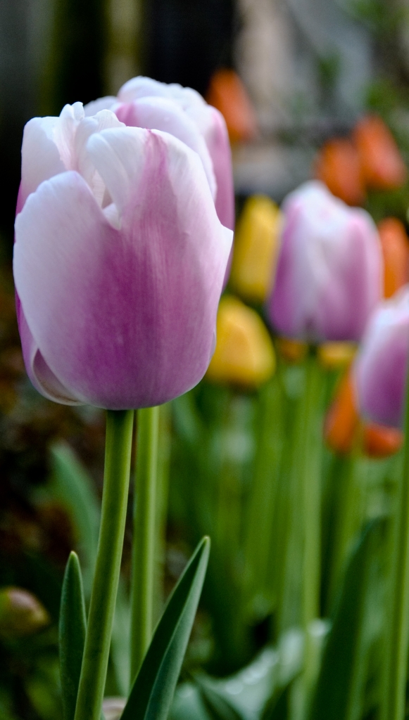 Tulipani in cortile di sik71