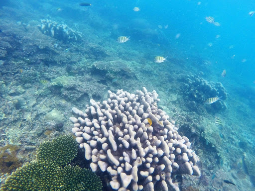 Bintan Underwater Indonesia 2016