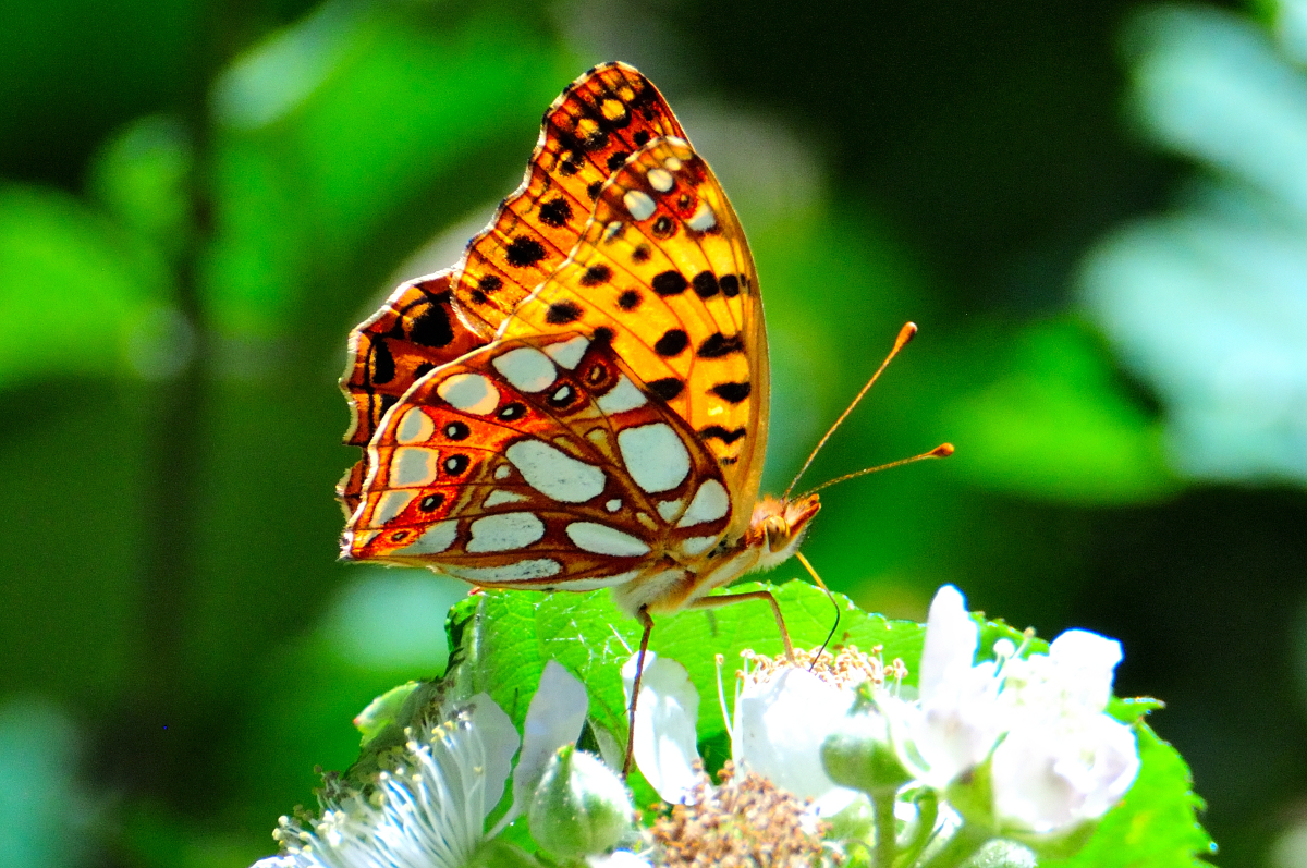 Queen of Spain Fritillary; Sofia