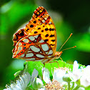 Queen of Spain Fritillary; Sofia