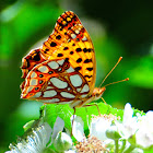 Queen of Spain Fritillary; Sofia