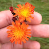 Orange Hawkweed or Devil's Paintbrush