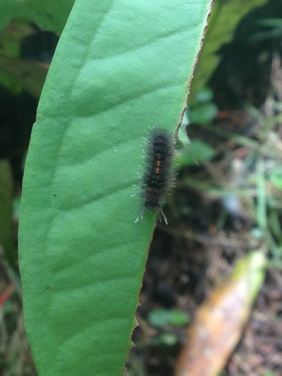 Caterpillar