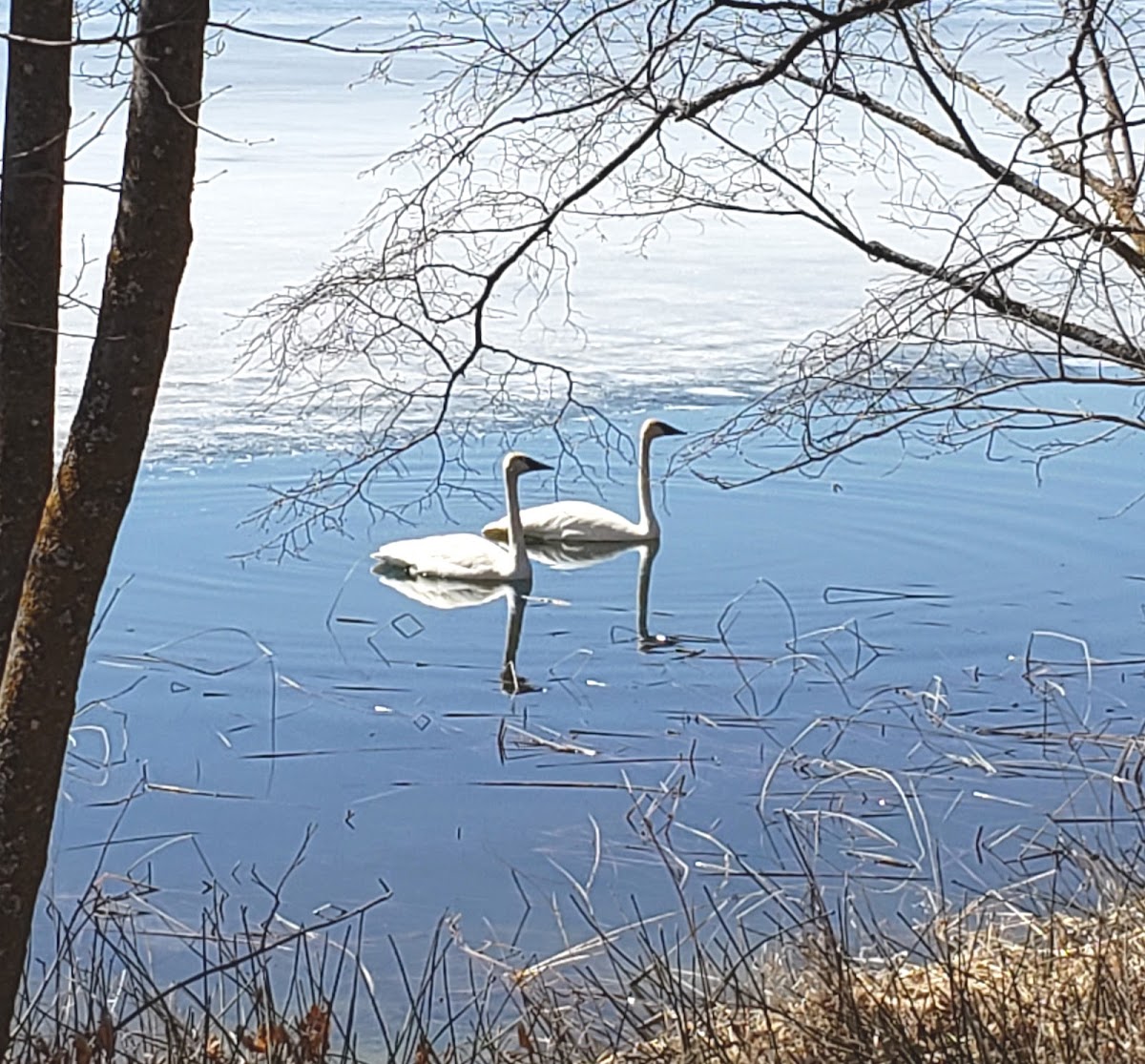 Trumpeter Swan