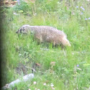 American badger