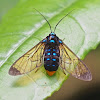 Gymnelia Wasp Moth