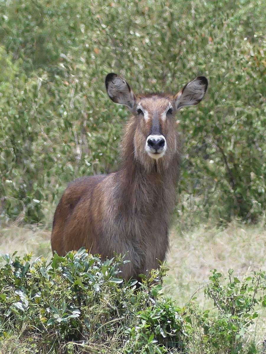 Defassa waterbuck