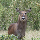 Defassa waterbuck