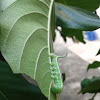 Pellucid Hawk moth caterpillar