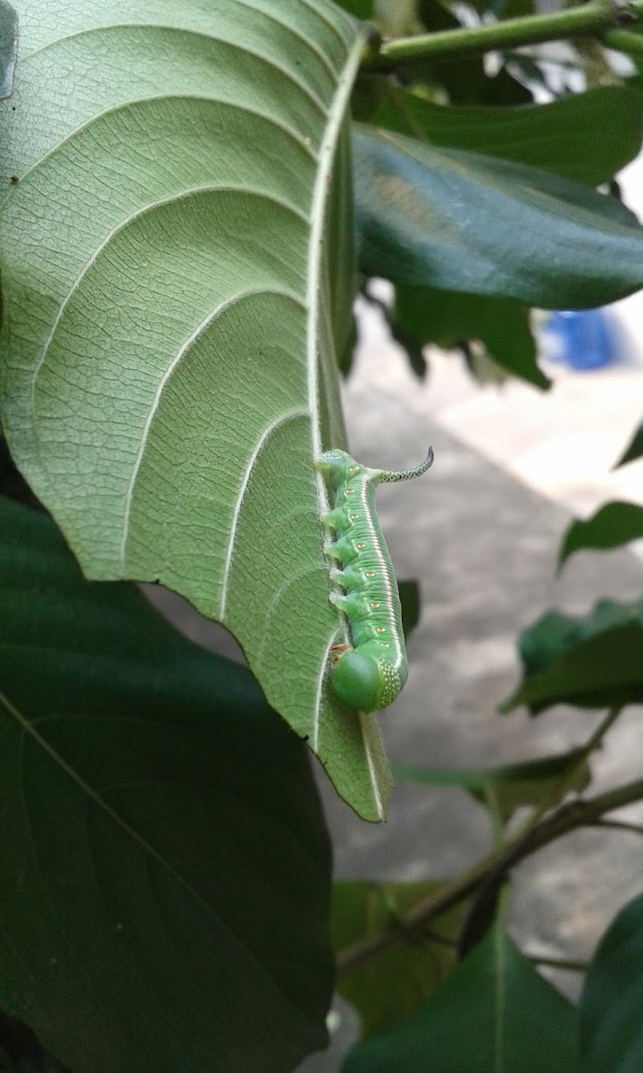 Pellucid Hawk moth caterpillar