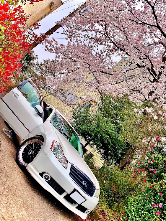 フーガの桜・桜と愛車・フーガy50・Y50に関するカスタム事例の投稿画像1枚目