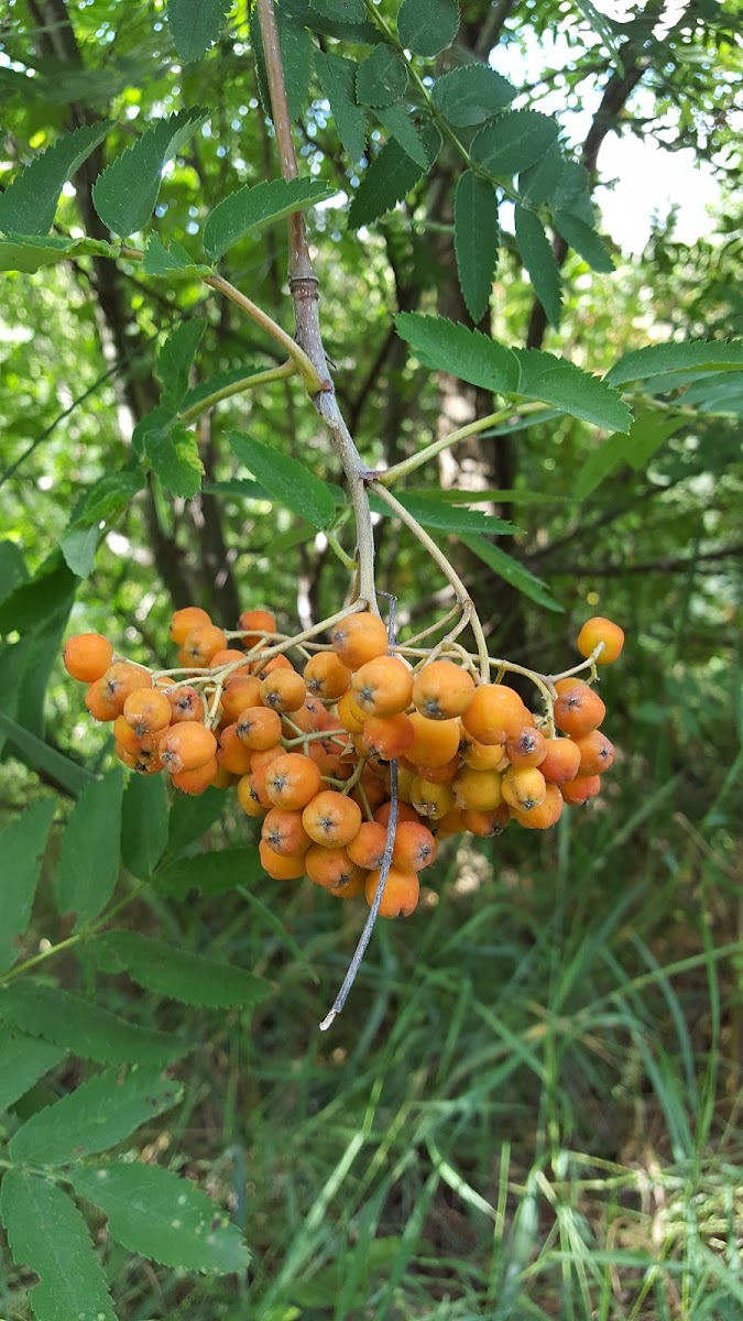 mountain-ash