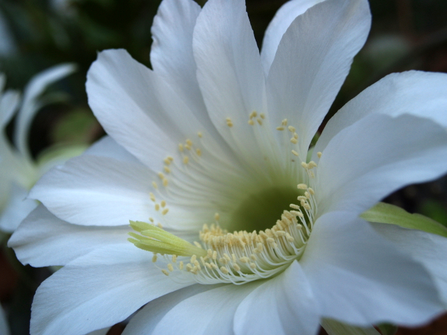 Fiore di cactus di monicab