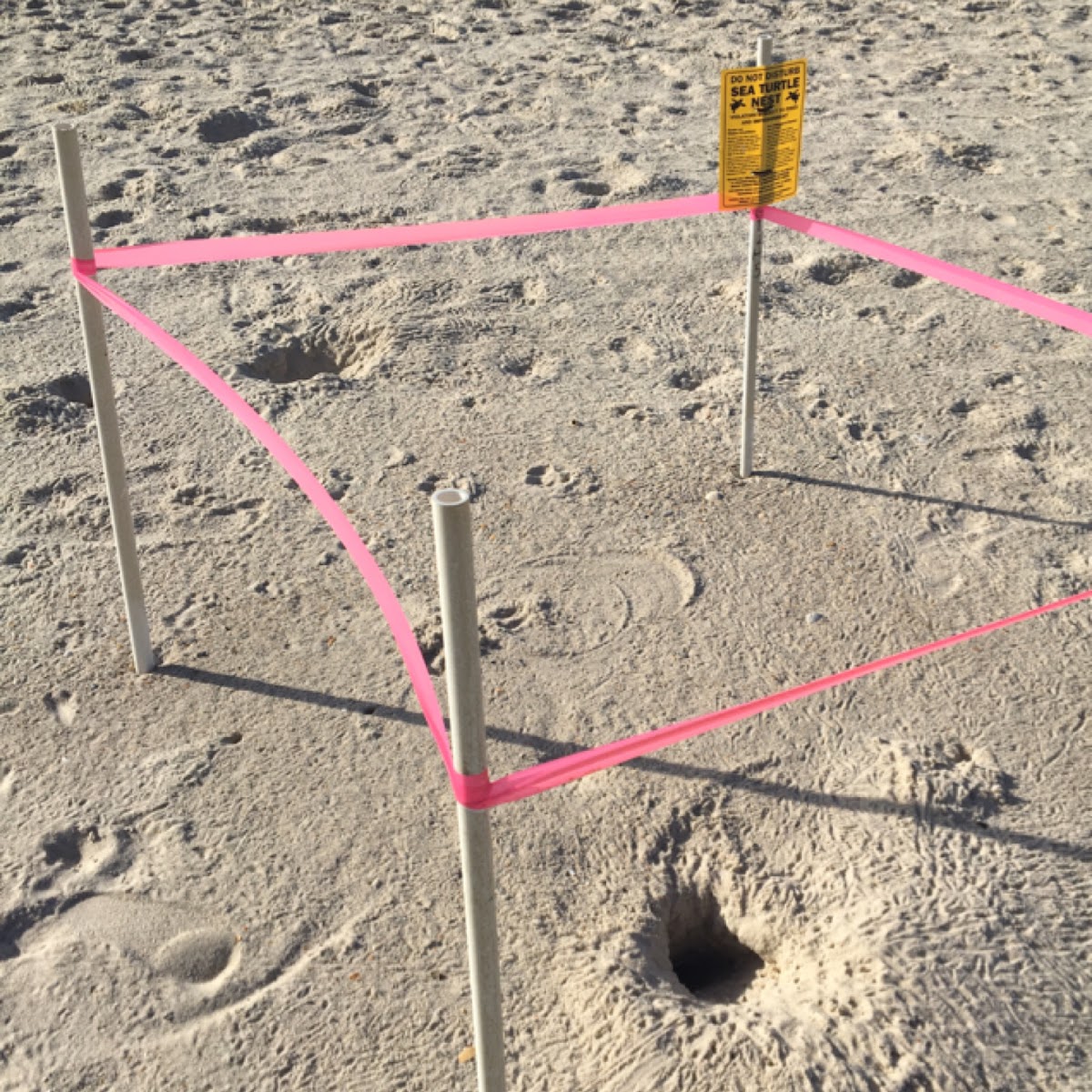 Sea turtle nesting site