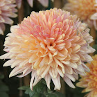 Chrysanth