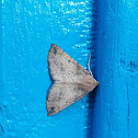 Isturgia moth