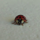 Harlequin Ladybird