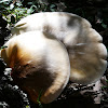 Ghost Fungus