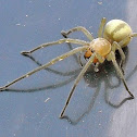 Yellow sac spider