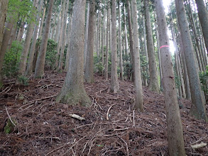 ここから一定角度で登る